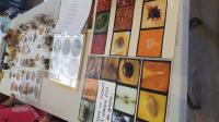 biodiversité_graines