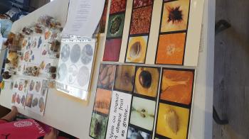 biodiversité_graines