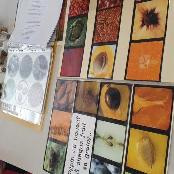 biodiversité_graines