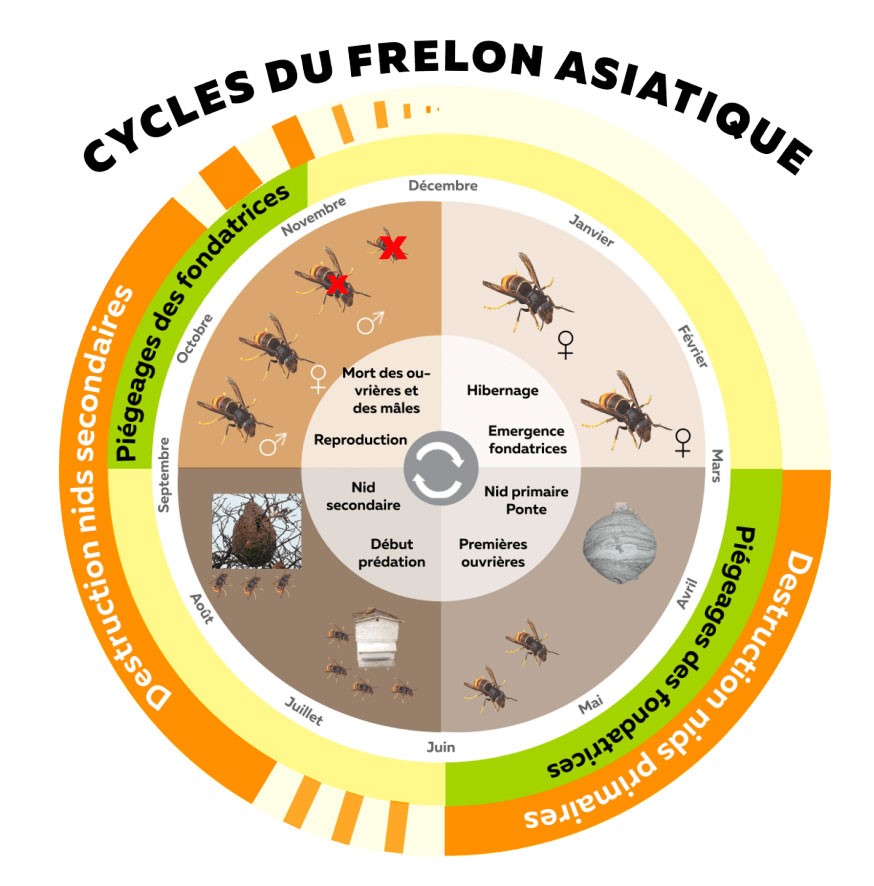 Frelons asiatiques : des pièges sélectifs pour agir à la base